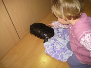 schildkröte