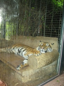 tiger auf seinem sofa im dortmunder zoo